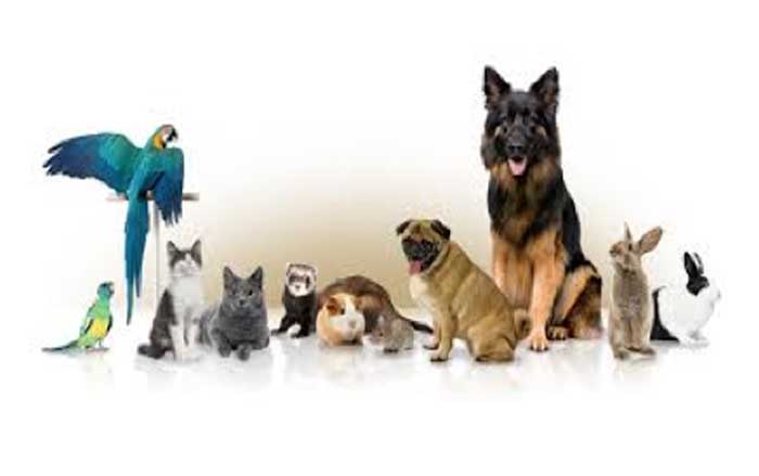 East Bay Animal Hospital Affordable Pet Wellness Exams, Largo FL