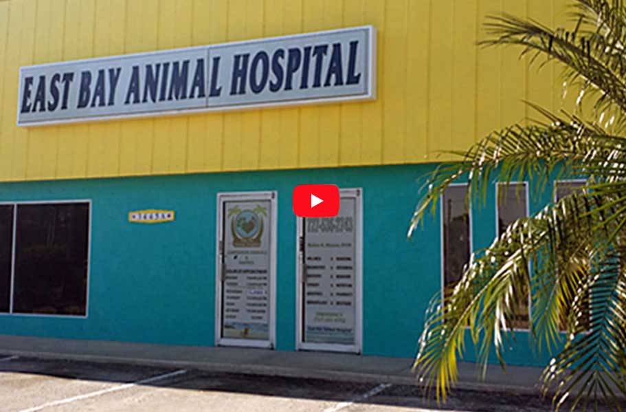 East Bay Animal Hospital, Largo Fl - Tour of facilities