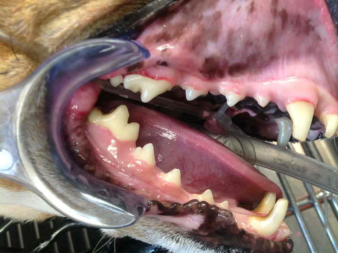 Cat and Dog Dental Care East Bay Animal Hospital