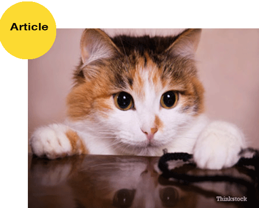 East Bay Animal Hospital Newsletter - Pet Article