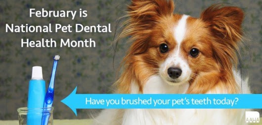 
Dental care dogs and Cats
