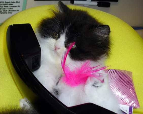 Call today 727-536-2743
East Bay animal Hospital affordable JUNIOR or SENIOR pet wellness exams