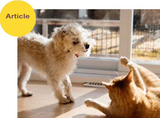 VetSource Pet Article