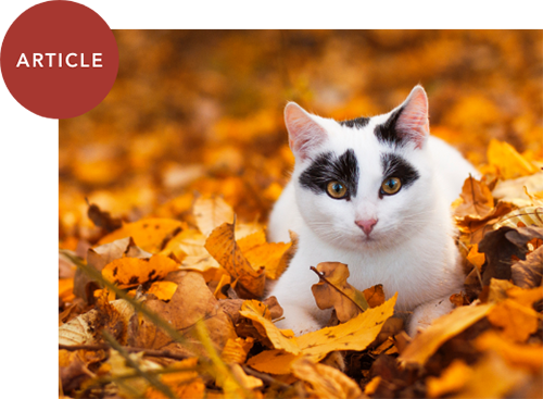 VetSource Pet Article