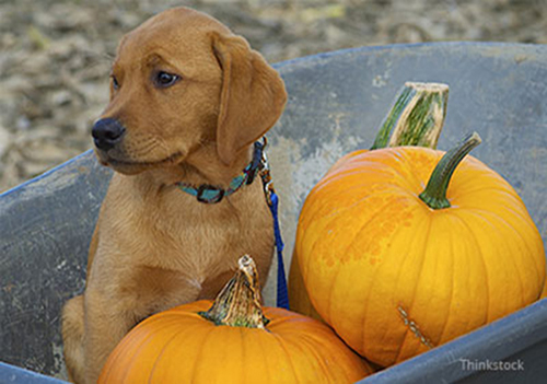 Top Pet Health Tips