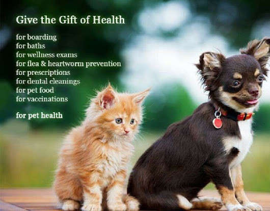 Call today 727-536-2743

East Bay animal Hospital affordable JUNIOR or SENIOR pet wellness exams