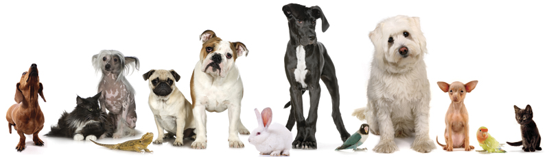 Largo FL Pet Boarding Pet Daycare - East Bay Animal Hospital- 33771