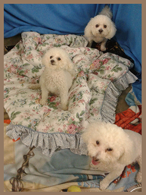 Louie, Ruby, and Rocky Lucas