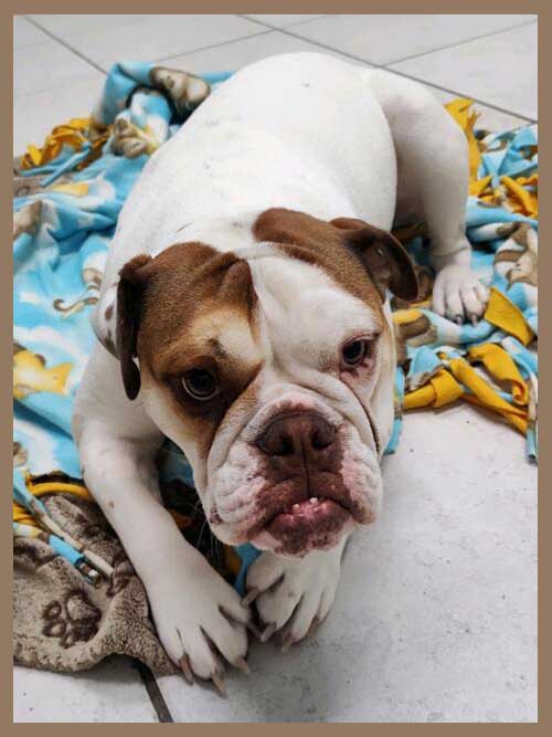 Pet of the Month 2022 Pet Gallery East Bay Animal Hospital Largo FL