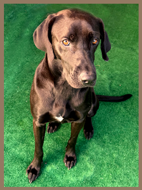 East Bay Animal Hospital - Pet of the Month Gallery