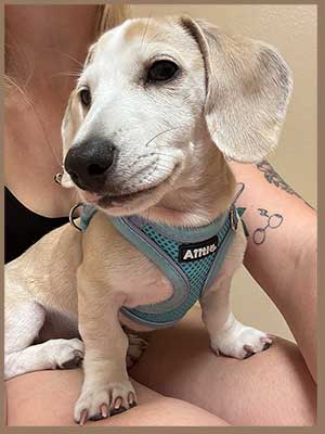 East Bay animal Hospital Pet of the Month