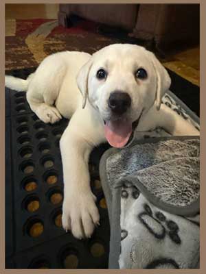 East Bay animal Hospital Pet of the Month