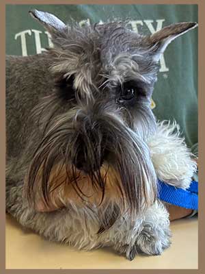 East Bay animal Hospital Pet of the Month